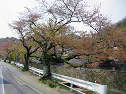 20150416_arimasyou2.jpg