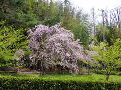 20150416_taikoyu2.jpg