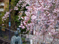 20150416_taikozo2.jpg