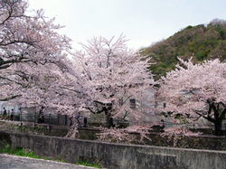 20150412_arisyo2.jpg