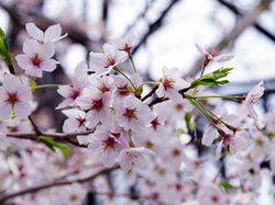 20150412_shinsuipark3.jpg