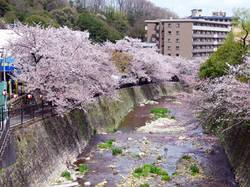 20150412_taiko_hashi.jpg