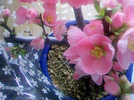 20100304-1.jpg