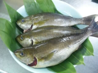 夏が旬のお魚　～伊佐木～　