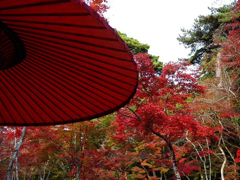 2012年度有馬温泉瑞宝寺公園もみじ茶会のおしらせ