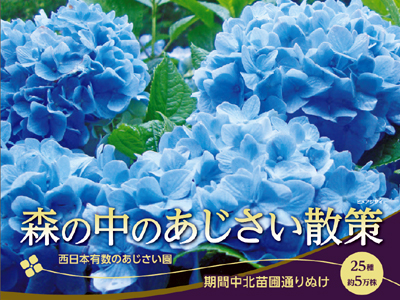 神戸市立森林植物園「森の中のあじさい散策」6/15～7/15