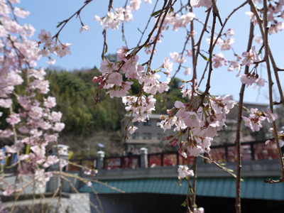 2014 有馬温泉さくらまつり！　4月13日（日）