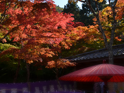 11月の週末は瑞宝寺公園で「もみじ茶会」が開催されます！