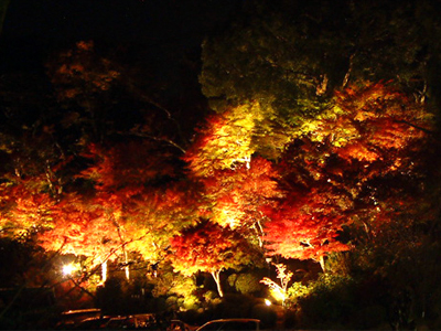 有馬温泉「紅葉の棚田」ライトアップ通り抜け 11/1～11/23