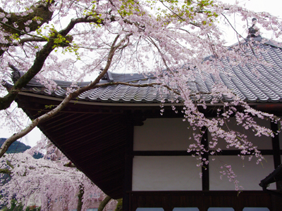 樹齢270年を超える見事な枝垂れ桜 ～有馬温泉 善福寺～