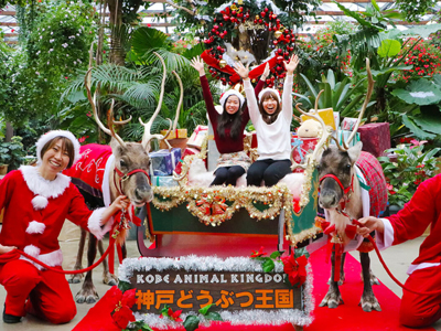 神戸どうぶつ王国で本物のトナカイに会える！