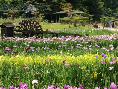 三田永沢寺花しょうぶ園　～6月初旬開園予定～