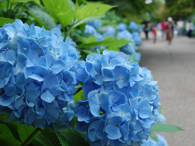 紫陽花の美しさに酔いしれる♪「神戸市立森林植物園」