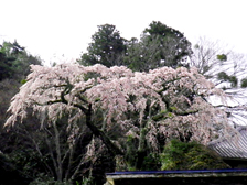 善福寺