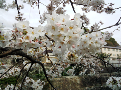 2014 有馬温泉桜便り　～桜が咲きました！～