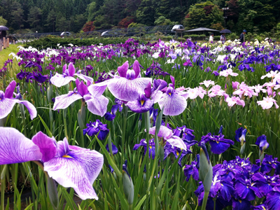 三田・永沢寺ではそろそろ花しょうぶが見頃に♪