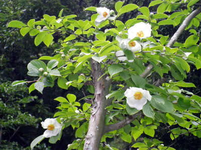 今年も沙羅の花（夏椿）が見頃を迎えました