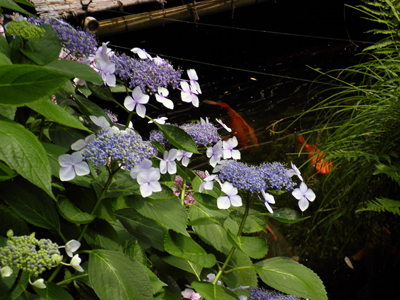 梅雨の晴れ間に紫陽花（あじさい）の花