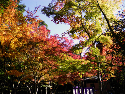 2014 有馬温泉紅葉便り 10/30号