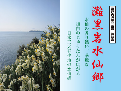 500万本の水仙が見頃♪～淡路島・灘黒岩水仙郷～