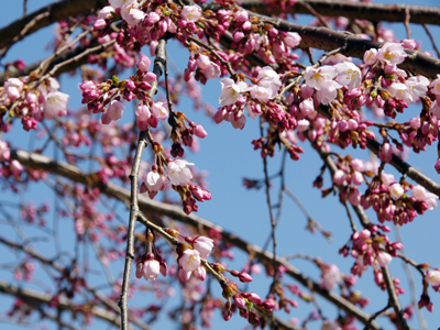 2015有馬温泉桜便り第1弾～吉高屋さんの枝垂桜、開花～