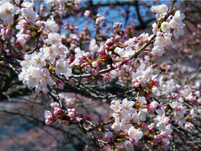 2015有馬温泉桜便り第2弾～ソメイヨシノが一気に開花～