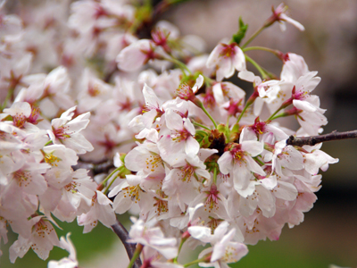 2015有馬温泉桜便り第3弾～満開から少し散り始め～