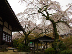 20150407_zenpukuji2.jpg