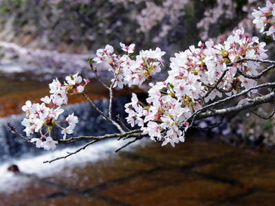 2015有馬温泉桜便り第4弾～まだまだ見頃～