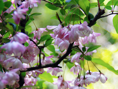 欽山のお庭では花海棠が見頃です♪