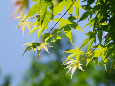 神戸市立森林植物園フォトコンテスト開催中！