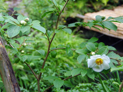 欽山のお庭で沙羅の花が咲きました！ 