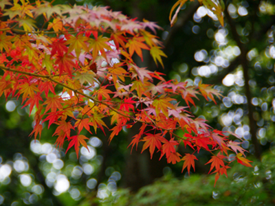 【有馬紅葉情報】瑞宝寺公園のもみじを撮影してきました！