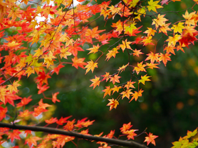 有馬温泉紅葉便り 2015.11.20