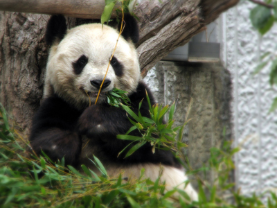 3/21（月・祝）は王子動物園の開園記念日につき入園無料！