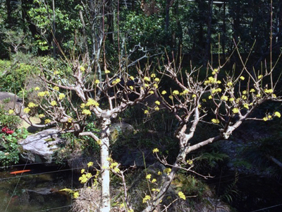 欽山のお庭に山茱萸（サンシュユ）の花が咲いています