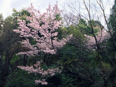 欽山のお庭の様子 ～ソメイヨシノから花海棠へ～