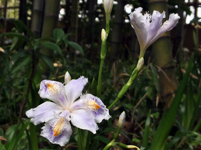 欽山のお庭では著莪の花が咲いています