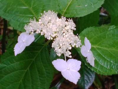 欽山のお庭に額紫陽花が咲いています