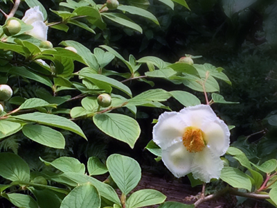 欽山のお庭に沙羅の花が咲いています