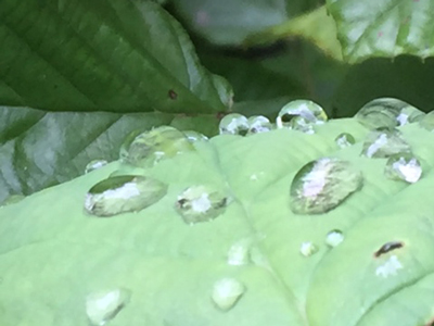 涼感あふれる夏の庭にて