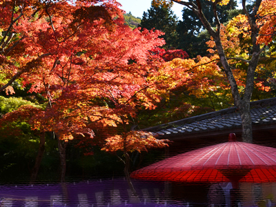 11月の週末は『瑞宝寺公園もみじ茶会』（野点席）へ