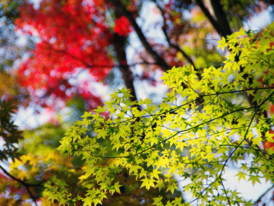 有馬温泉紅葉便り 2016年11月1日