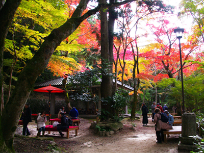 有馬温泉紅葉便り 2016年11月10日