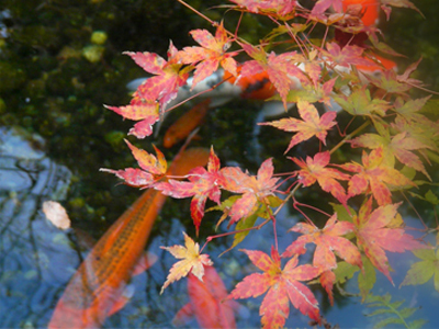 欽山のお庭の紅葉はこれからが見頃