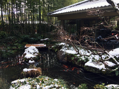 欽山のお庭で発見！幸運を呼ぶかもしれないハートリーフ