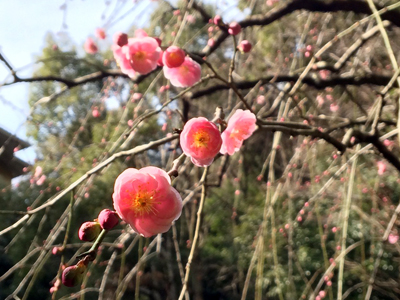 春の気配～お庭のしだれ梅が咲きはじめました♪～