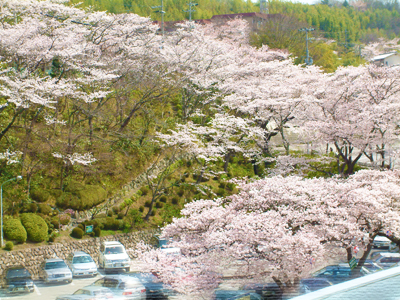 太閤の湯敷地内『太閤四季彩園～官兵衛古道』桜の通り抜け解禁！