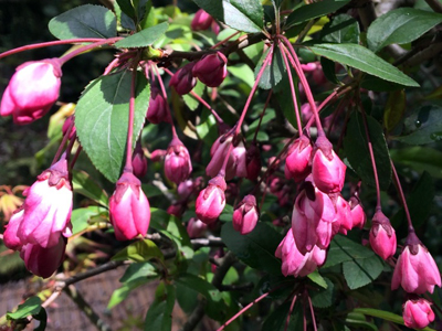 欽山のお庭の様子 ～桜から花海棠へ～