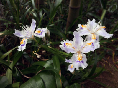 欽山のお庭の様子 ～著莪の花と筍～